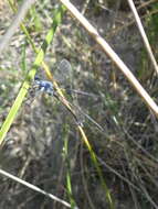 Image of Dark Spreadwing