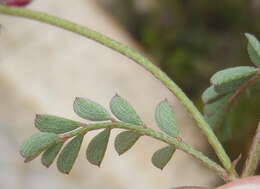 Слика од Indigofera declinata E. Mey.