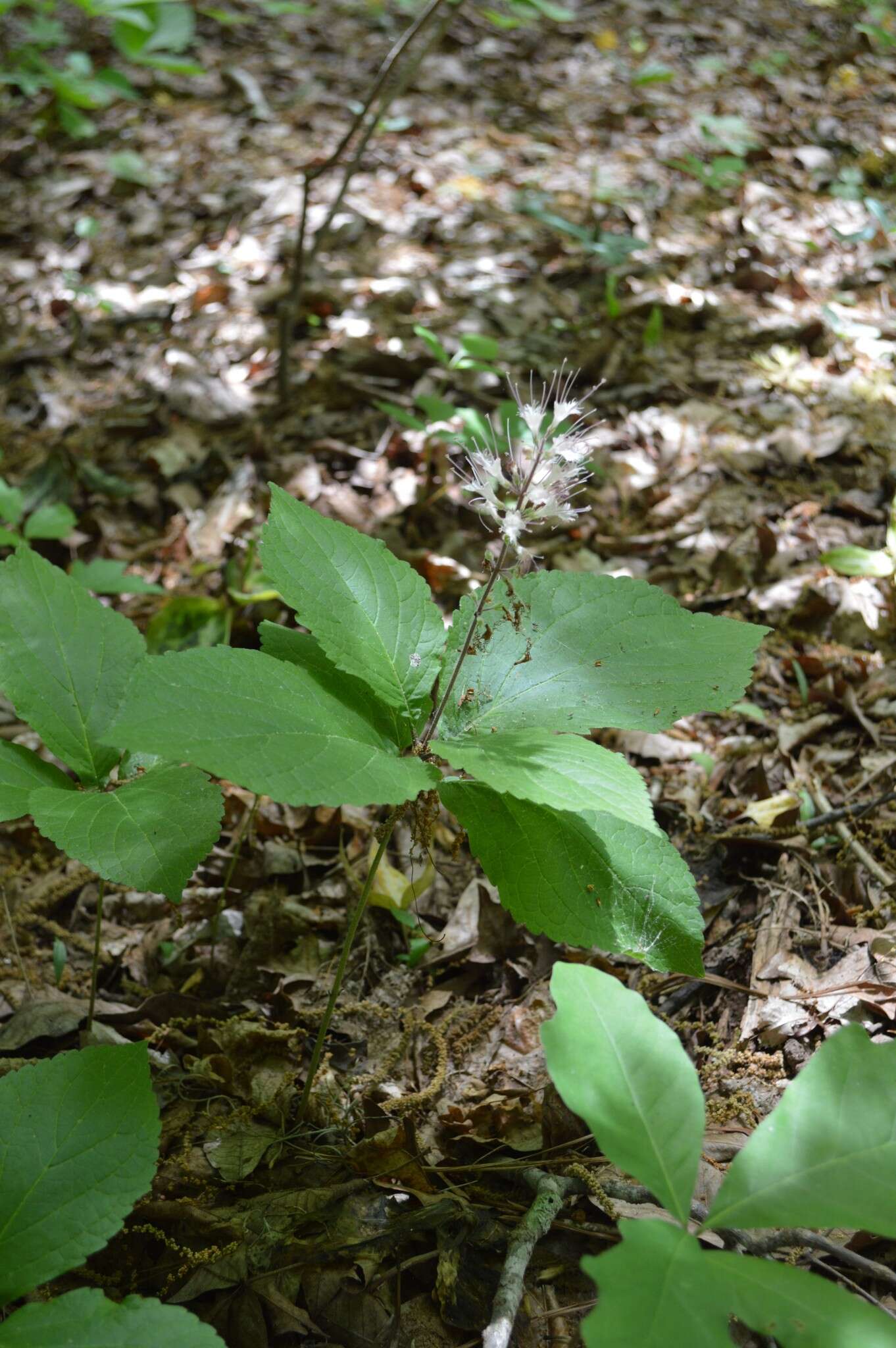 Image of stoneroot