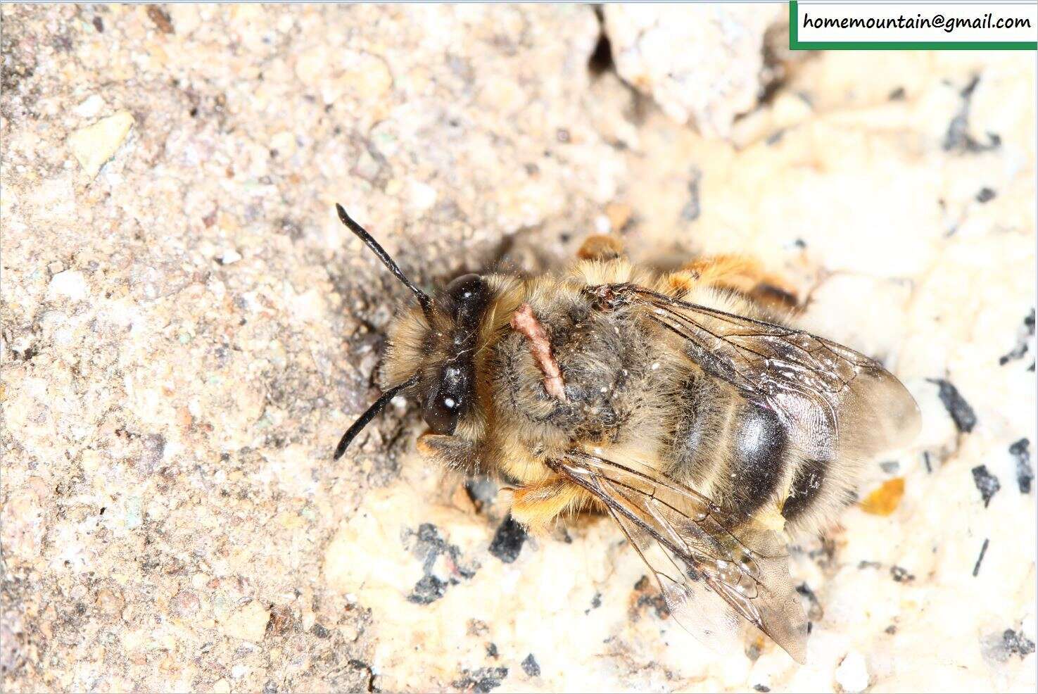 Image of Anthophora melanognatha Cockerell 1911