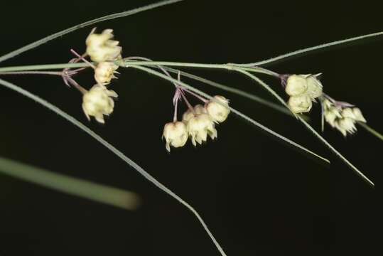 Image of Sisyranthus imberbis Harv.