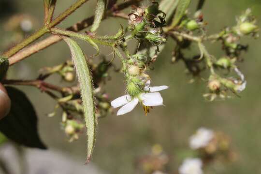 Pleroma longifolium (Vahl) Triana的圖片