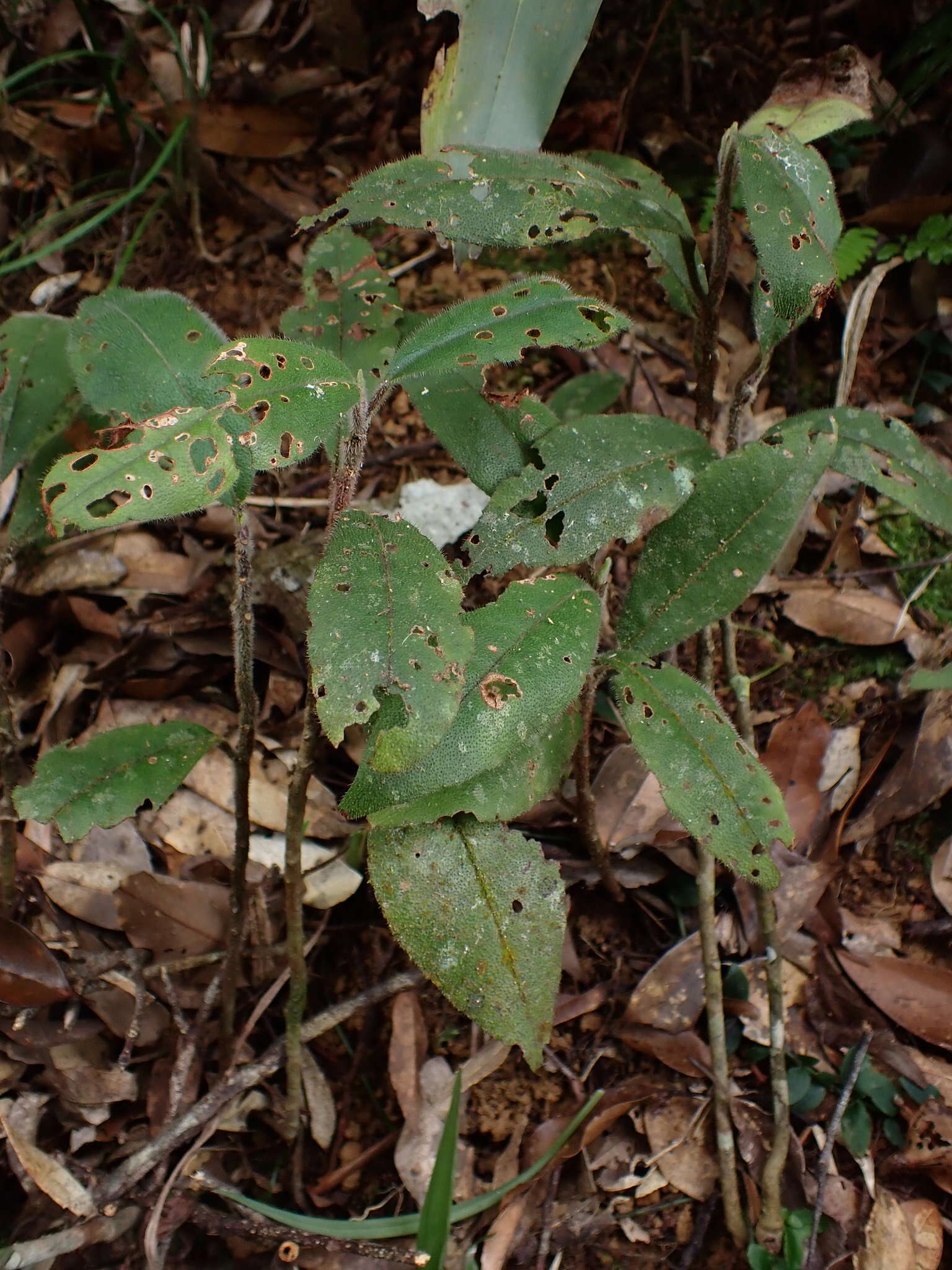 Image of Ardisia villosa Roxb.