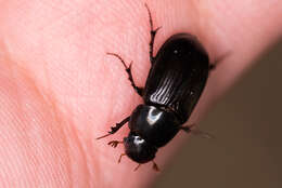 Image of Night-flying Dung Beetle