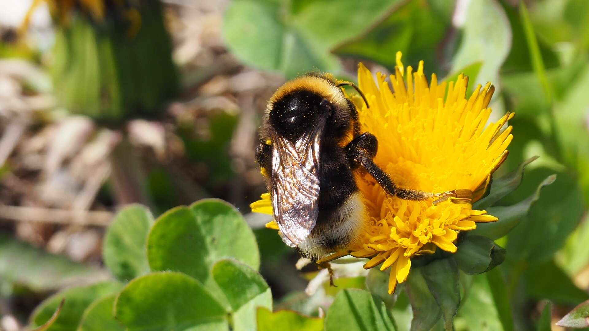 Image of Ashton's Cuckoo Bumblebee