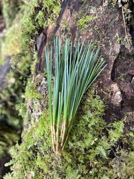 Image of Taiwan White Pine