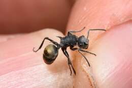 Image de Polyrhachis senilis Forel 1902