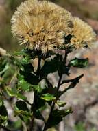 Image de Gymnanthemum triflorum (Bremek.) H. Rob.