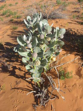 Imagem de Asclepias welshii N. H. Holmgren & P. K. Holmgren