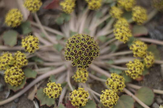 Image de Azorella volcanica (Math. & Const.) M. Hiroe