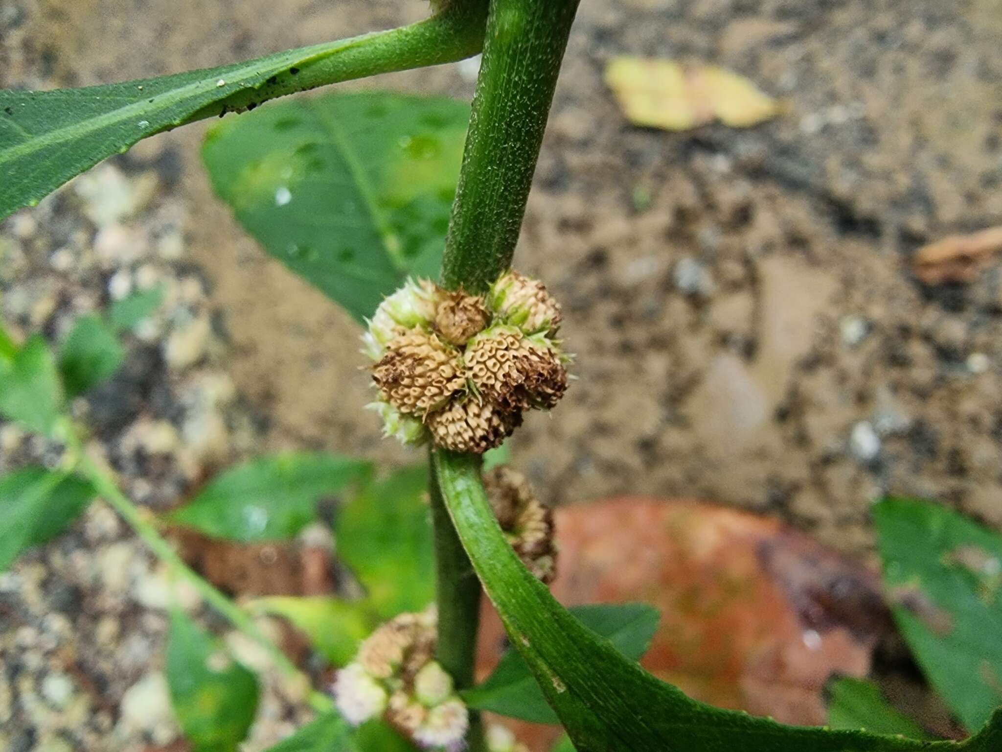 Plancia ëd Struchium sparganophorum (L.) Kuntze