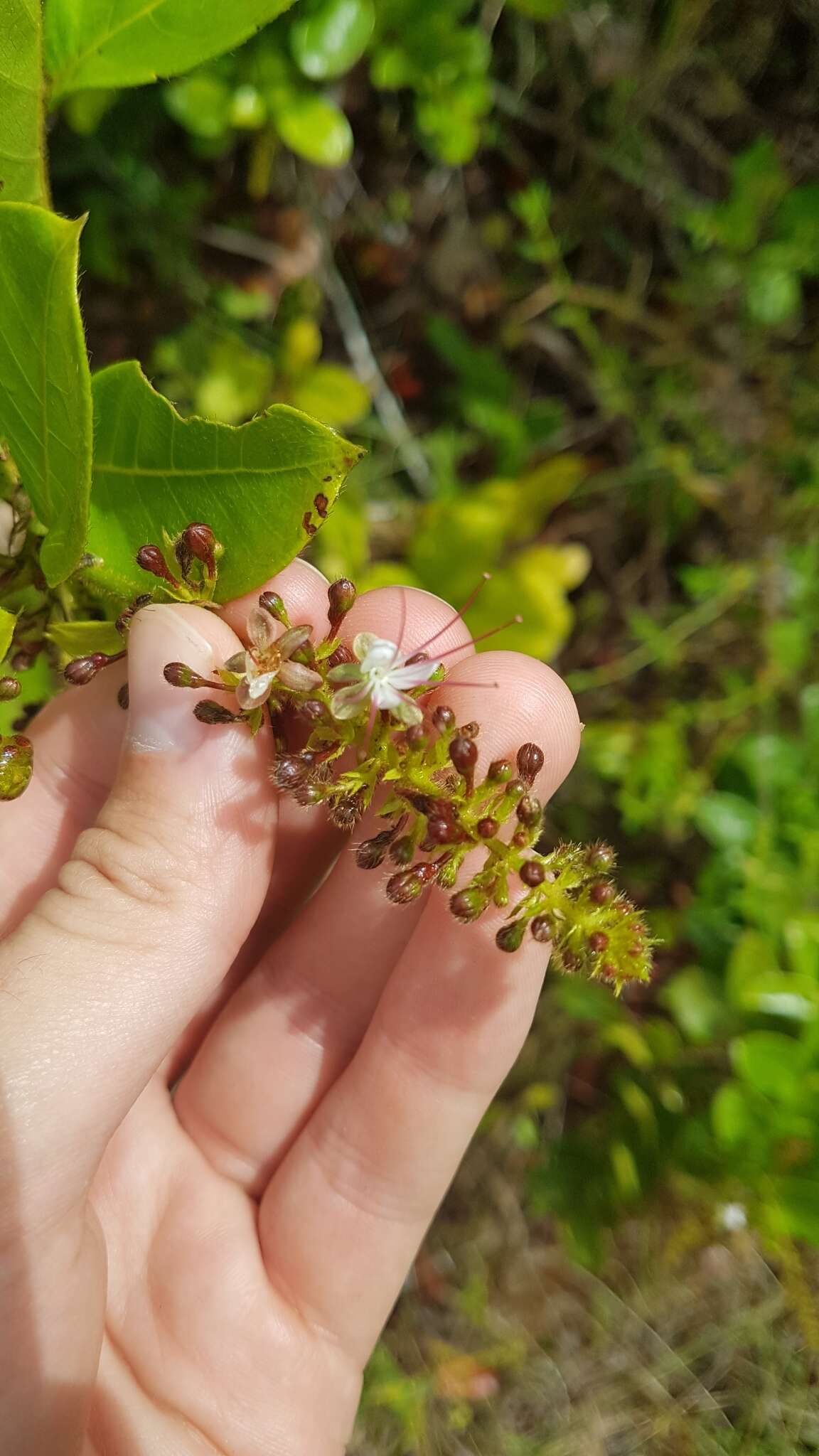 Plancia ëd Hirtella paniculata Sw.