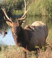 Image of North American elk