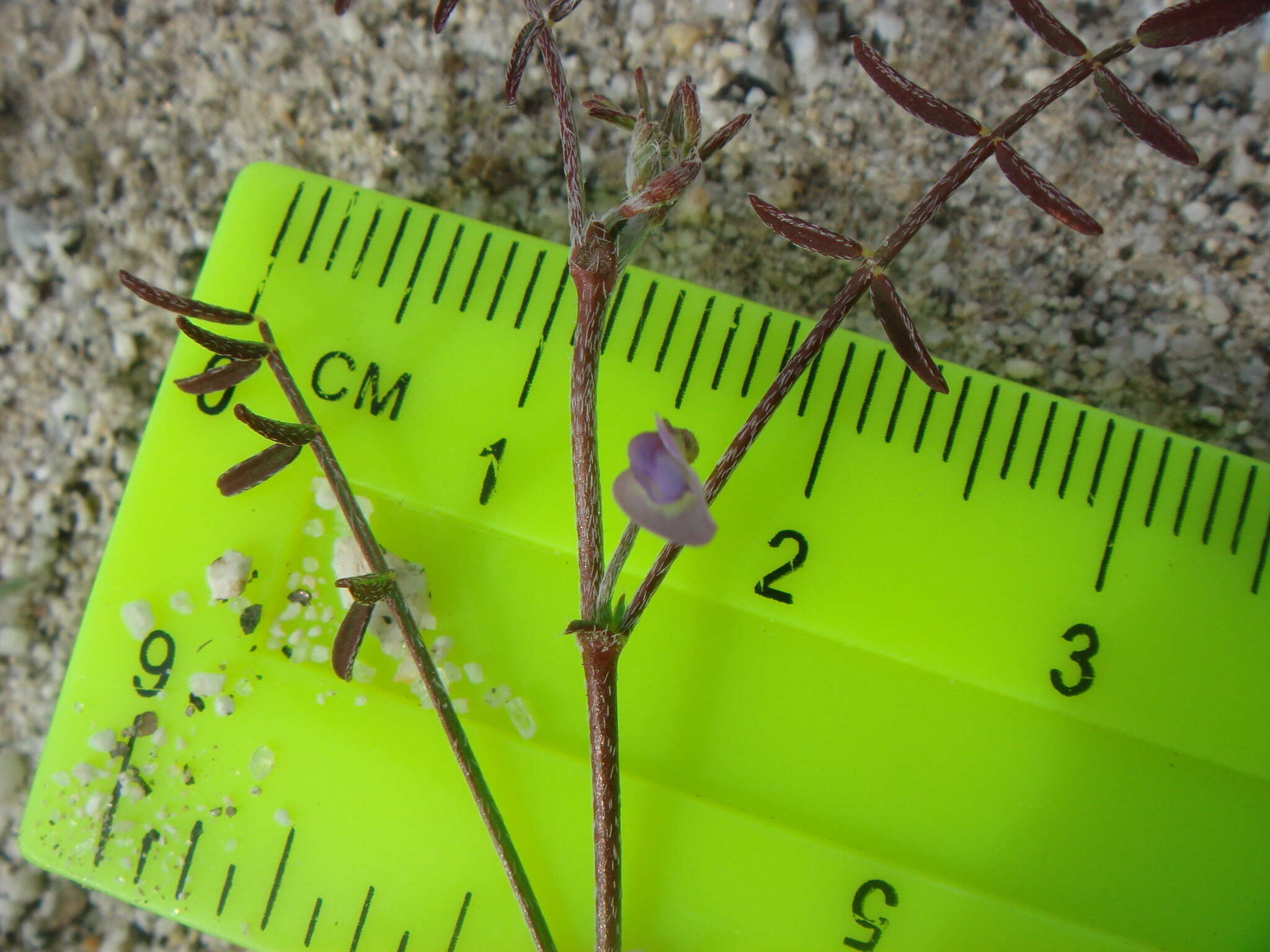 Imagem de Astragalus nuttallianus var. cedrosensis M. E. Jones