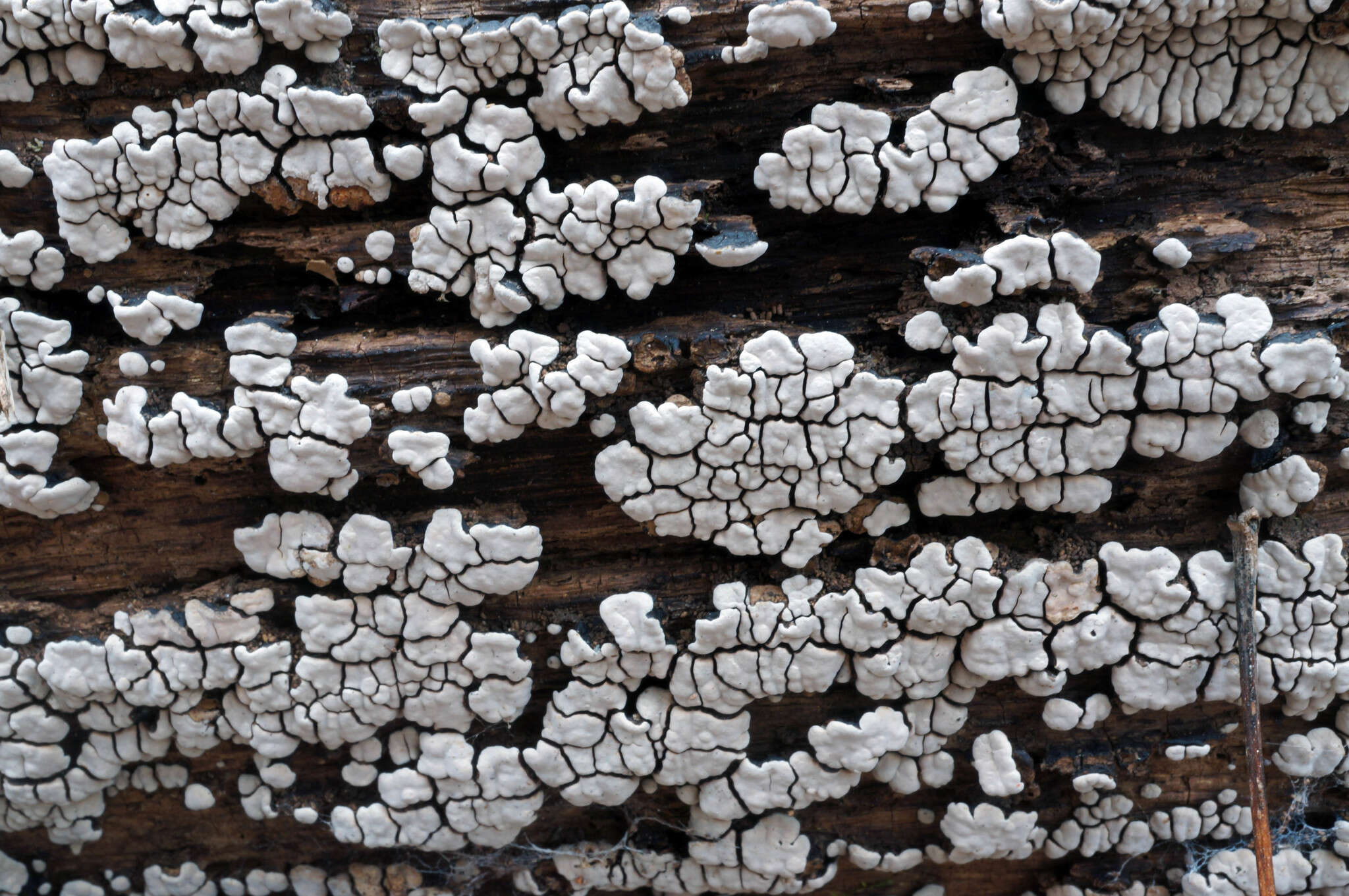 Image of Ceramic fungus