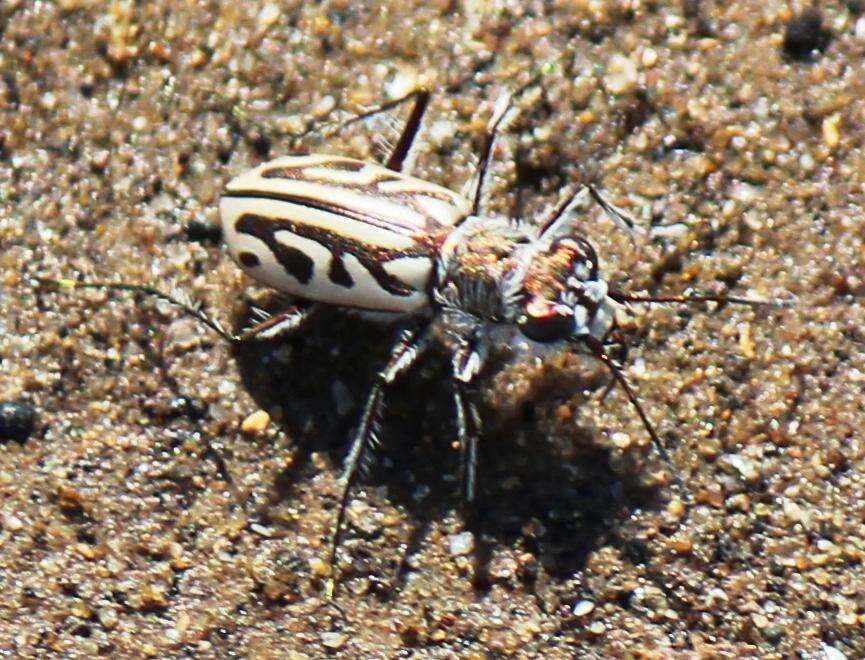 Слика од Habrodera capensis (Linnaeus 1764)