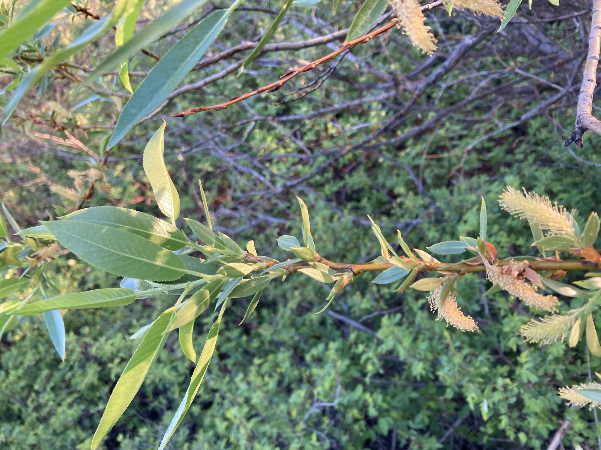 Image de Salix lucida subsp. caudata (Nutt.) G. W. Argus