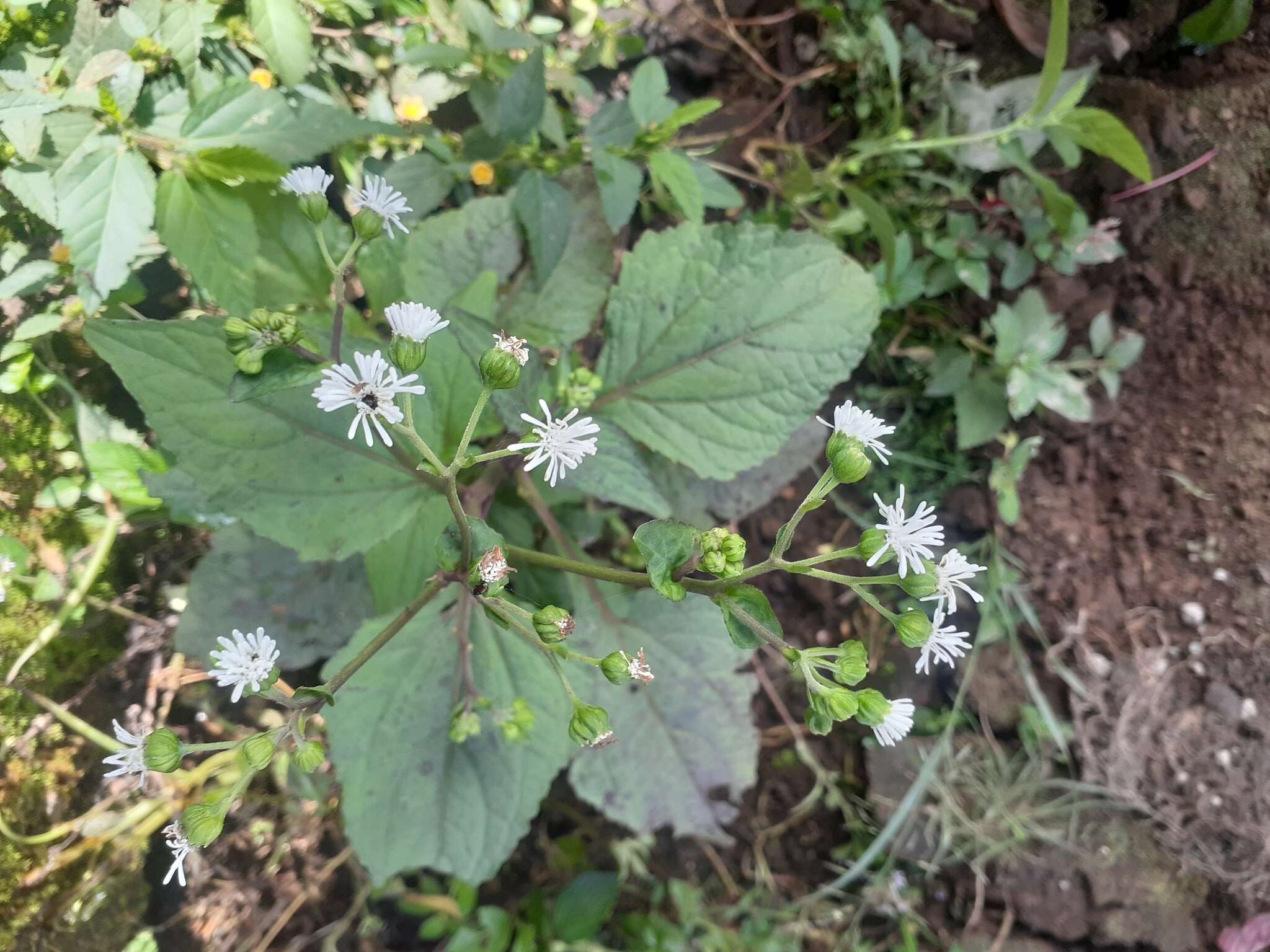 Imagem de Adenostemma lavenia (L.) Kuntze