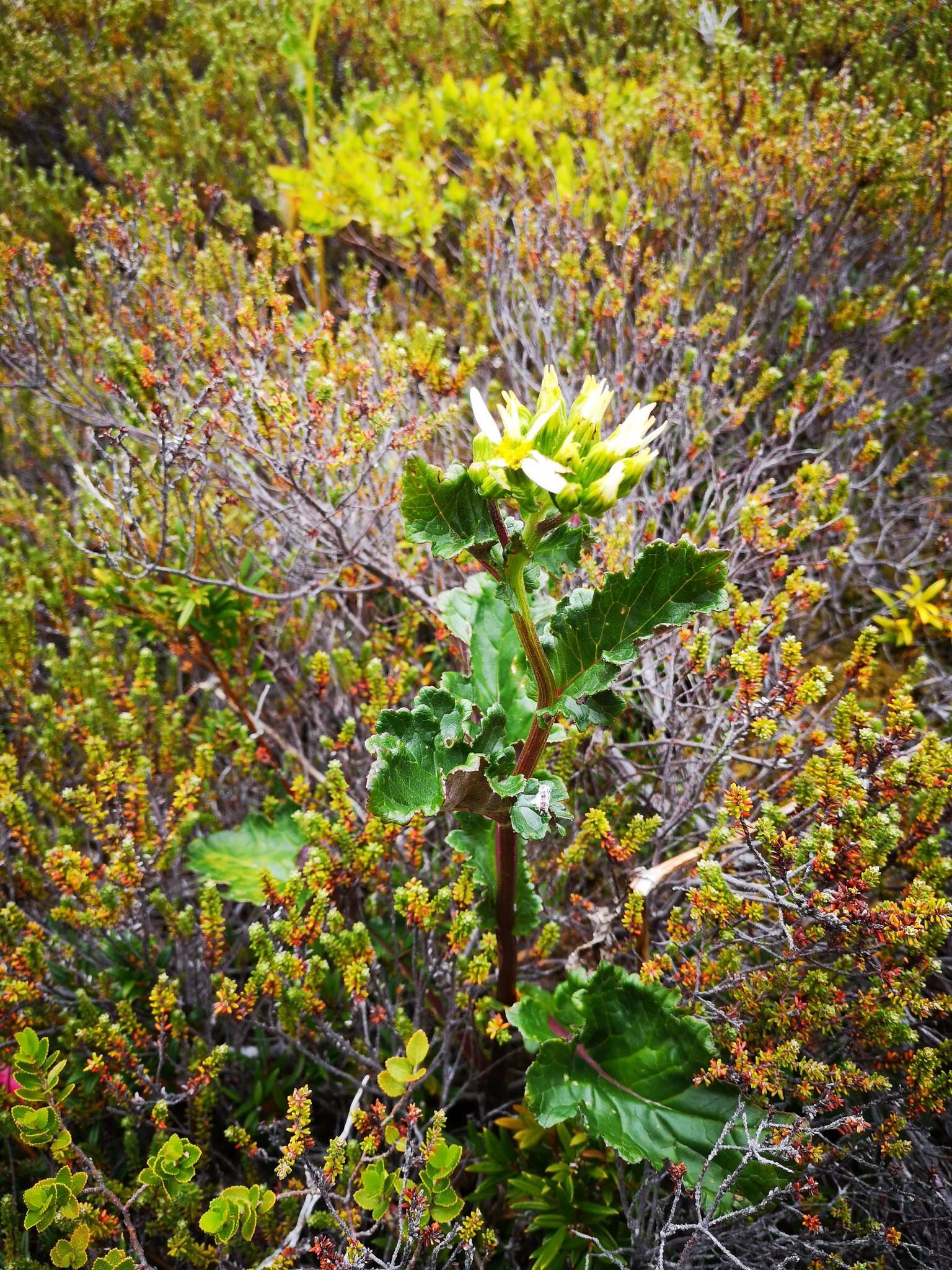 Image of Iocenes acanthifolius subsp. virens (Phil.) B. Nord.