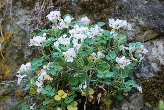 Image of Sarcocapnos baetica (Boiss. & Reuter) Nyman