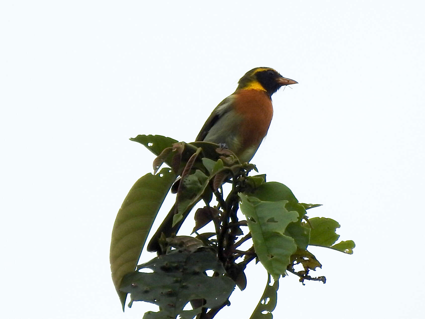 Image of Guira Tanager