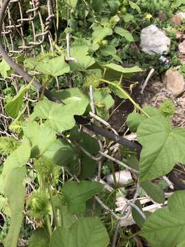 Sivun Passiflora foetida L. kuva