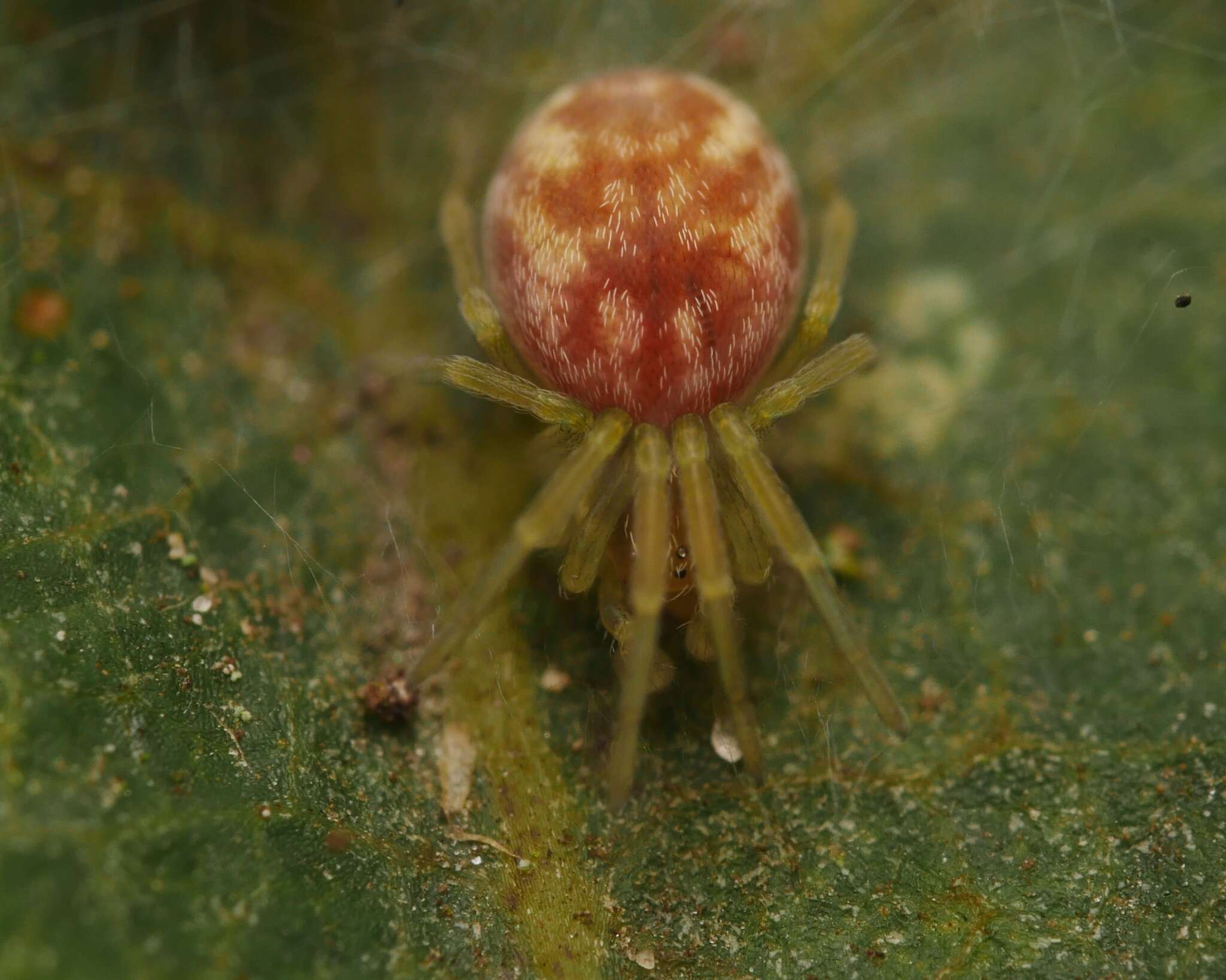 Image of Nigma flavescens (Walckenaer 1830)