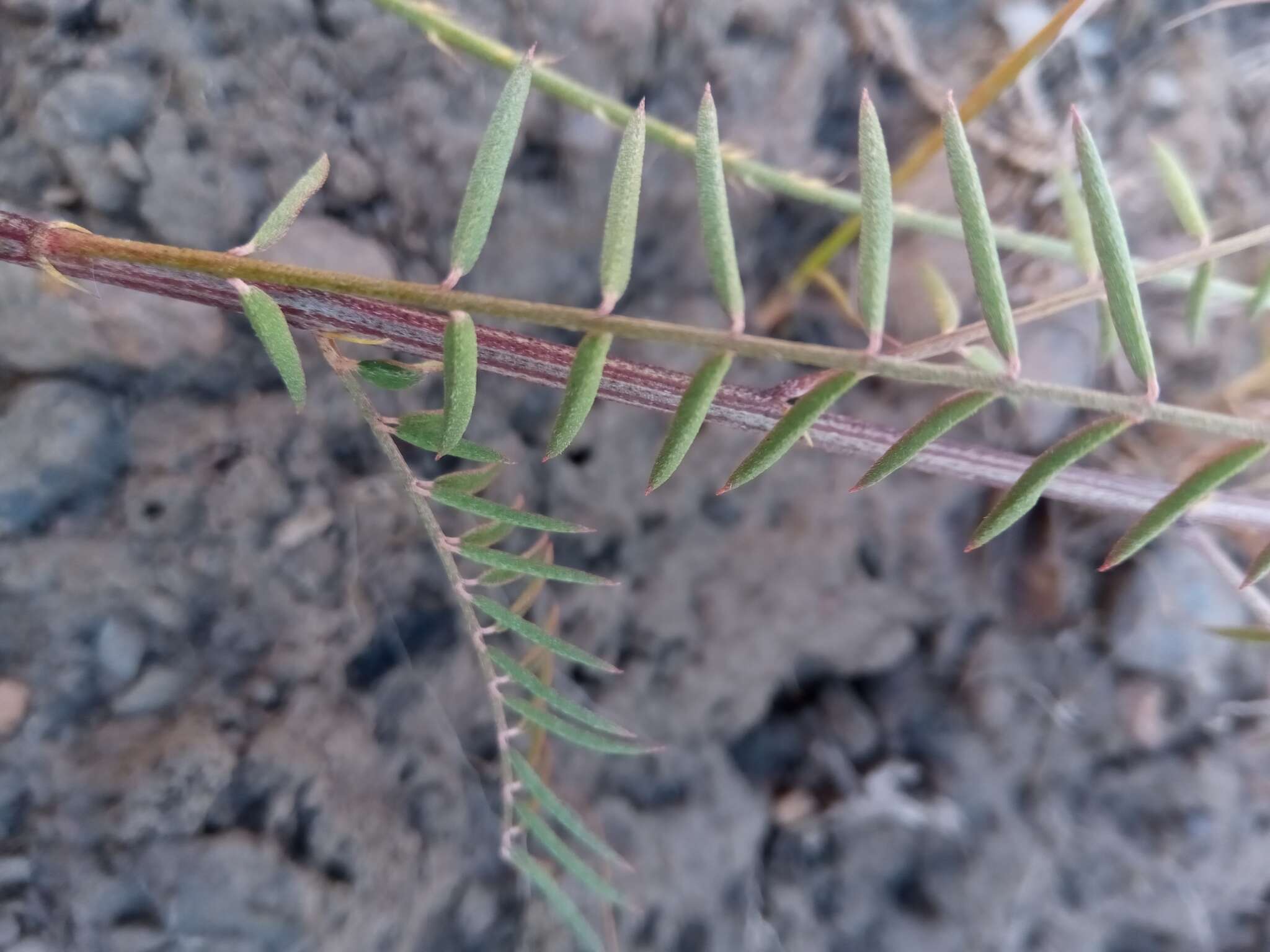 Слика од Indigofera pedunculata Baker