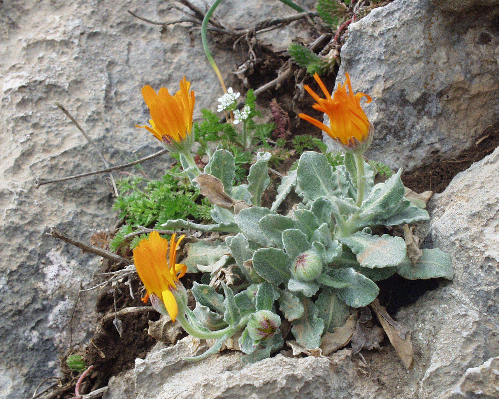 Image of Calendula suffruticosa Vahl