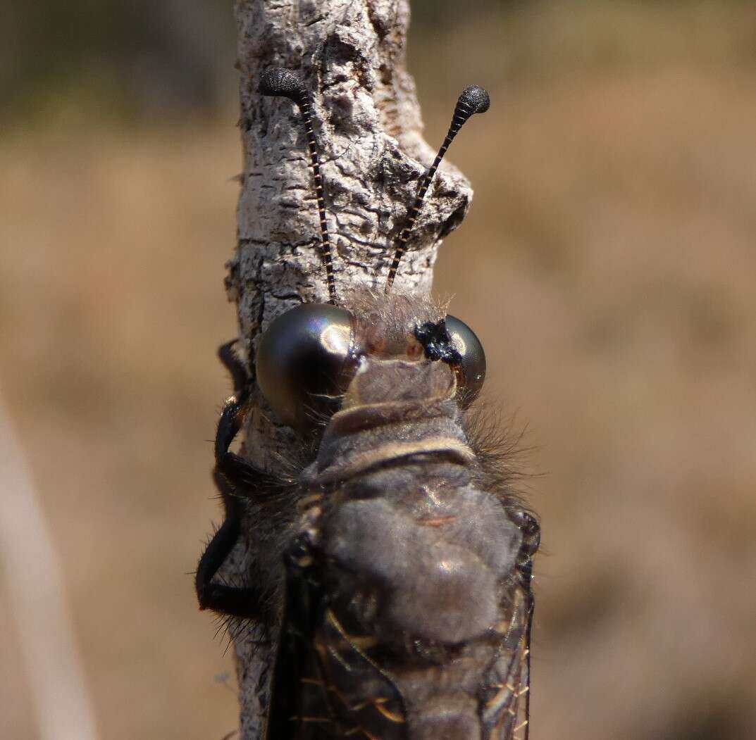 Слика од Stilbopteryx costalis Newman 1838