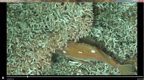 Image of Rosethorn rockfish