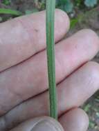 Image of Moraea villosa subsp. villosa