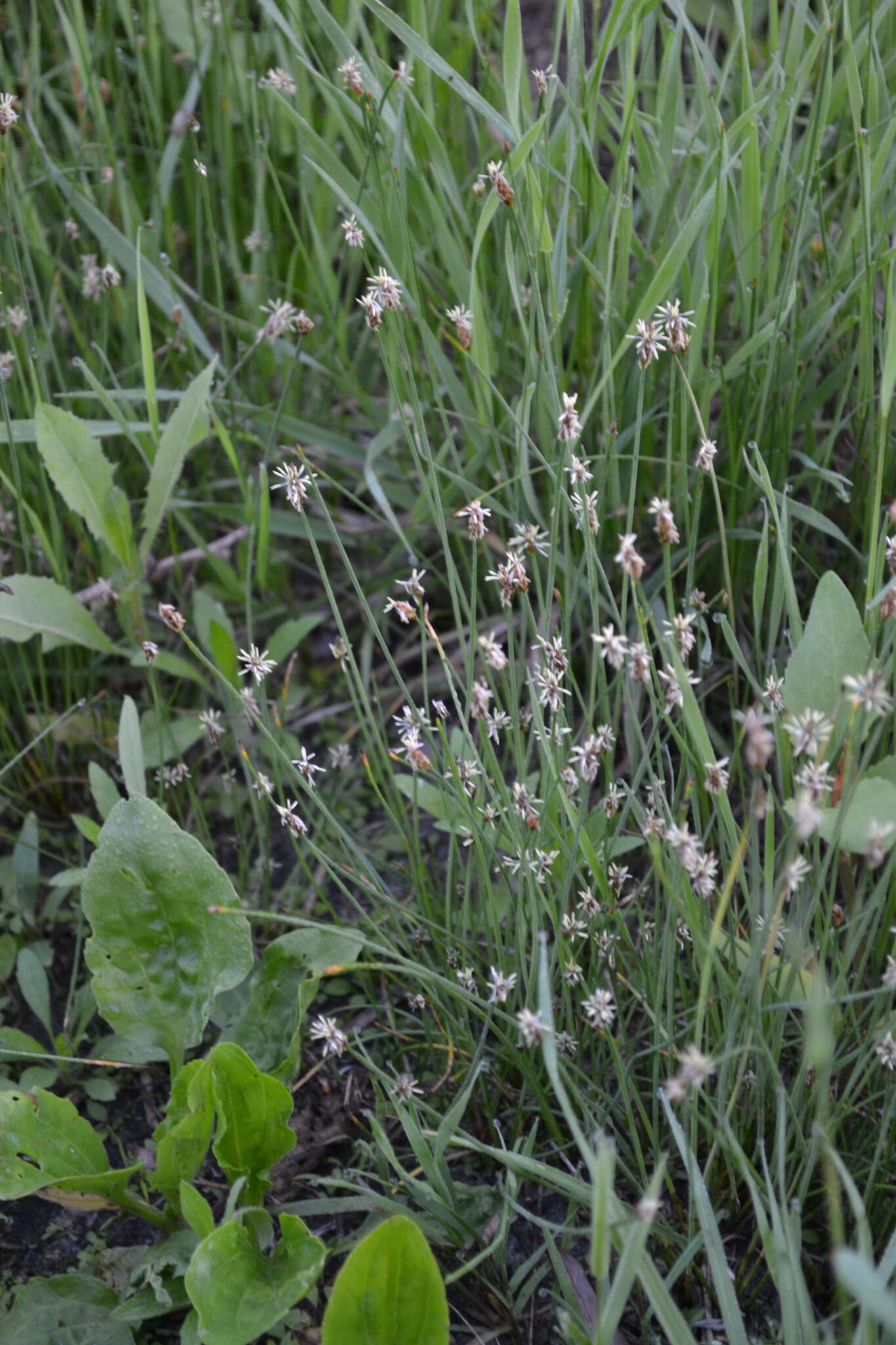 Image of Slender Spike-rush