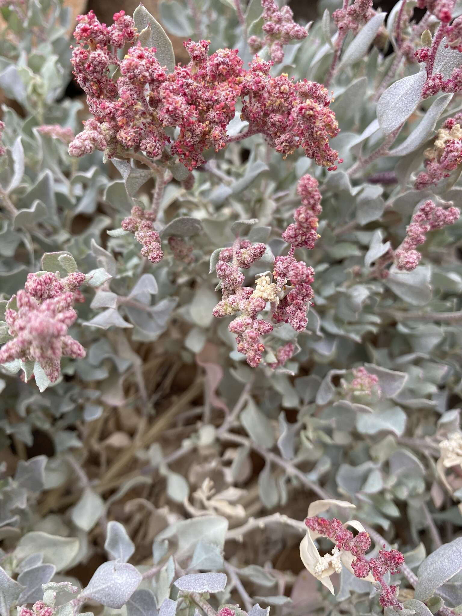 Image of Atriplex barclayana (Benth.) D. Dietr.