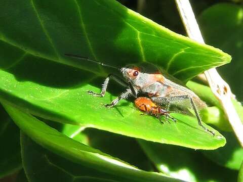 Image of Caenocoris nerii (Germar & E. F. 1847)