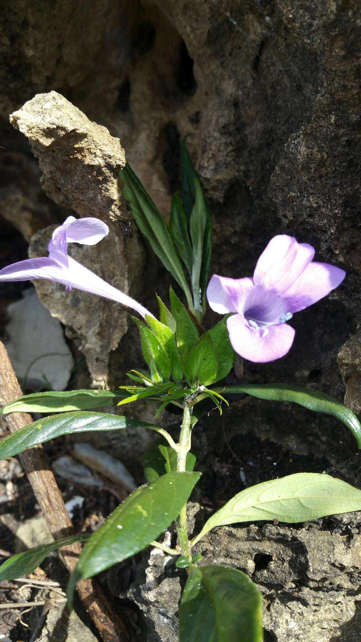 Imagem de Barleria paucidentata Benoist