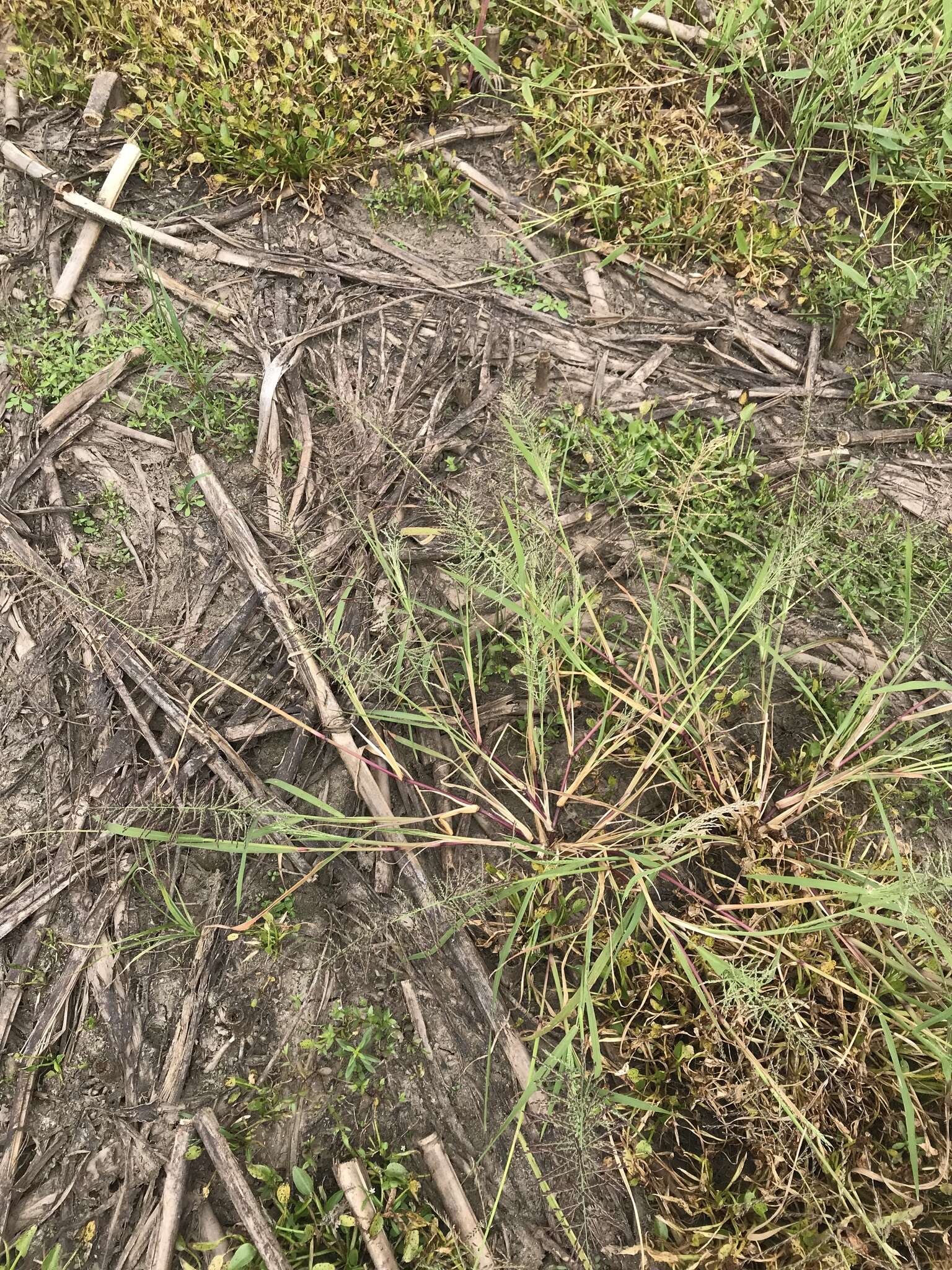 Image of Amazon Viper Grass