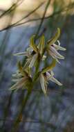 Image of Streaked leek orchid