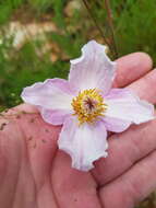 صورة Clematis villosa subsp. villosa