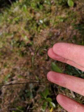 Plancia ëd Festuca occidentalis Hook.