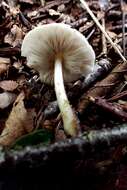 Image of Pluteus leucoborealis Justo, E. F. Malysheva, Bulyonk. & Minnis 2014