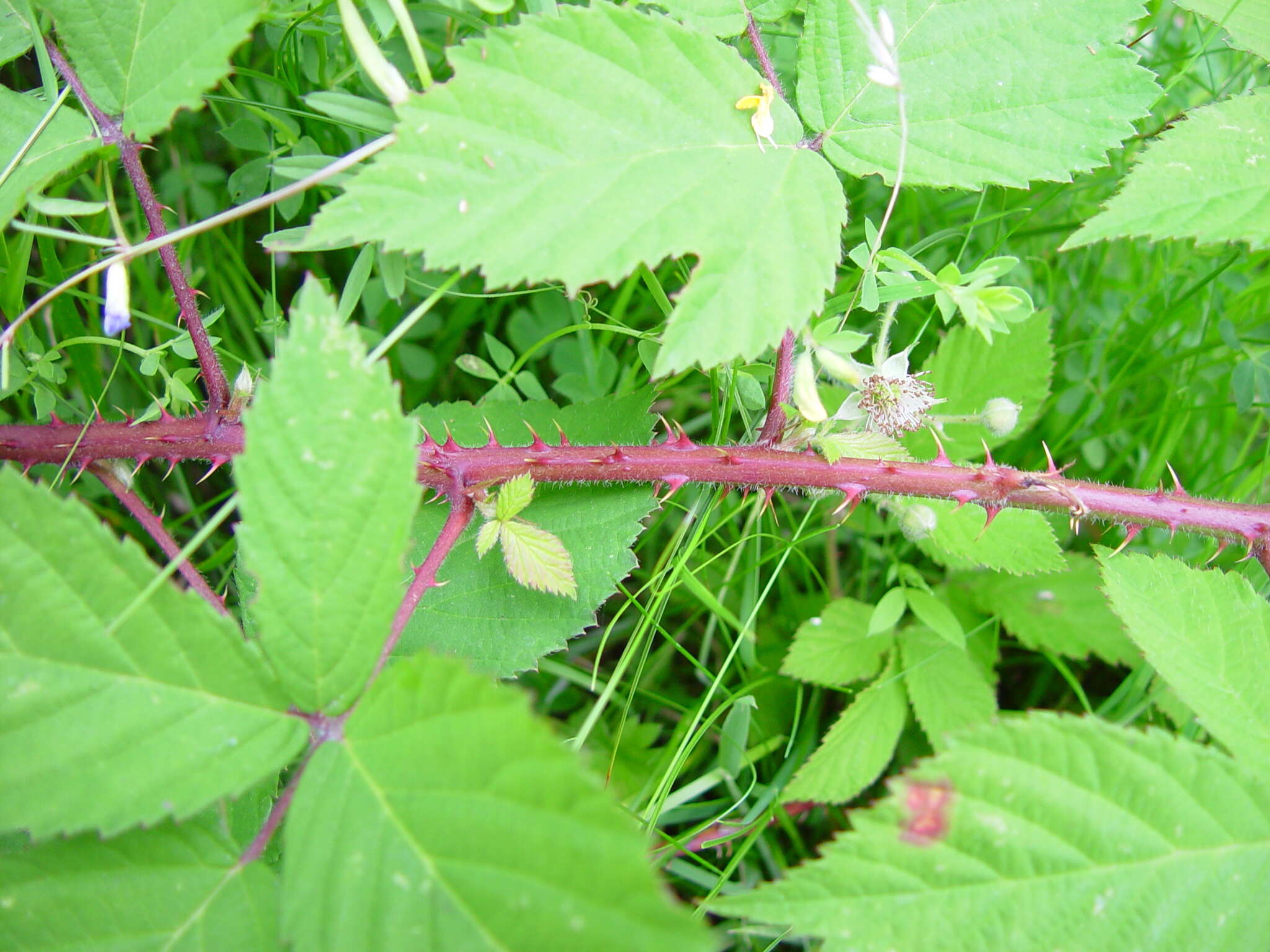 Image of Rubus sprengelii Weihe