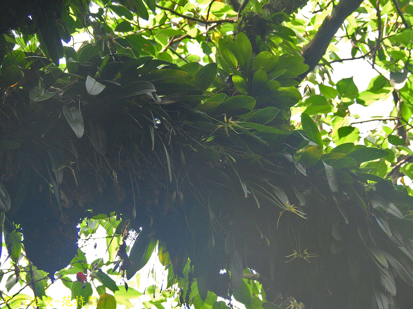 Imagem de Bulbophyllum macraei (Lindl.) Rchb. fil.