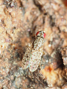 Image of Traginops irroratus Coquillett 1900