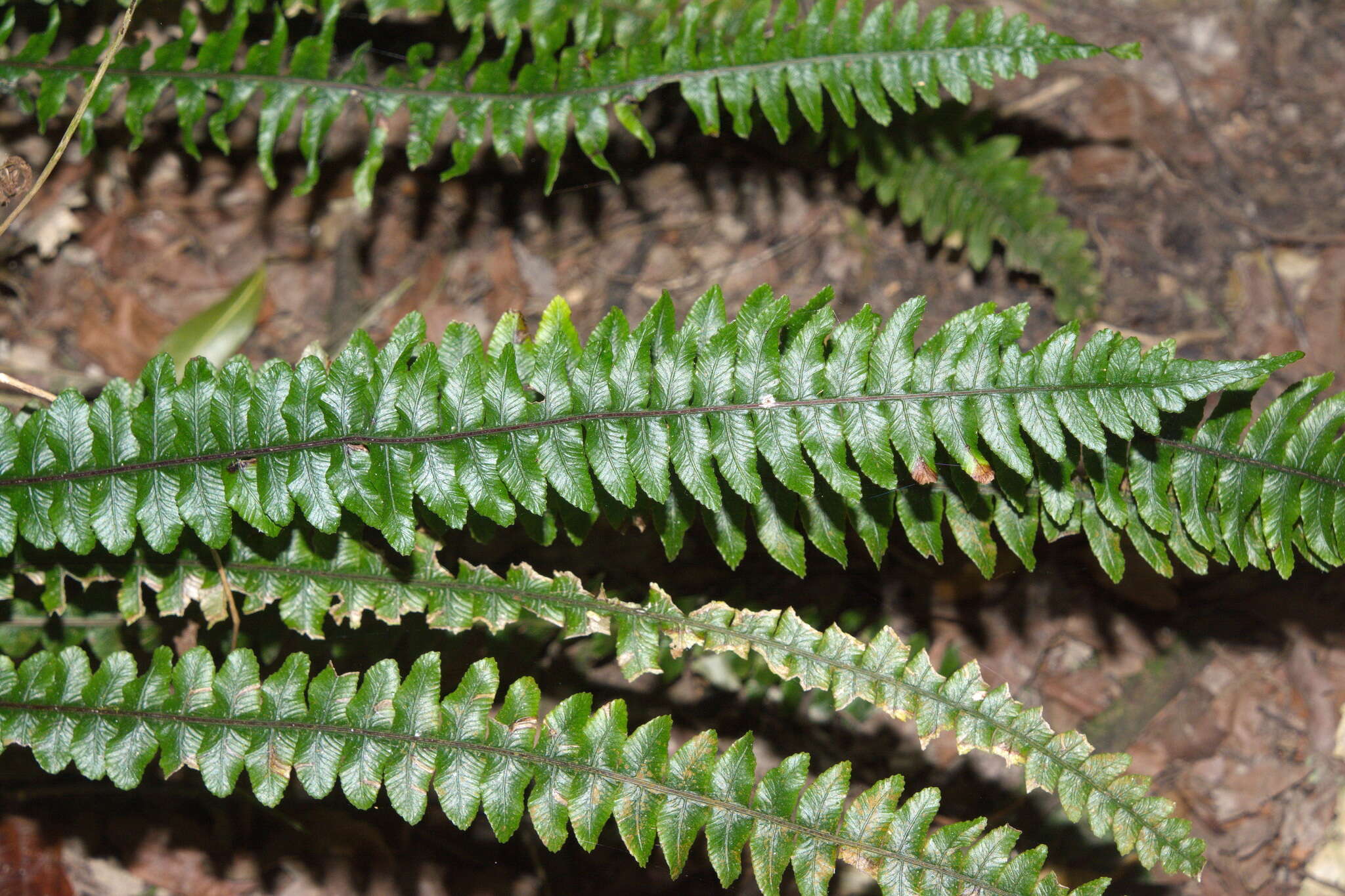 Слика од Austroblechnum aggregatum (Colenso) Gasper & V. A. O. Dittrich