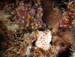 Image of gray encrusting anemone