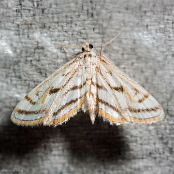 Image of Chestnut-marked Pondweed Moth