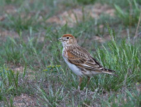 Image of White-winged Lark