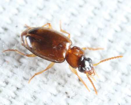 Image of Ground beetle