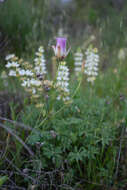 Calochortus simulans (Hoover) Munz resmi